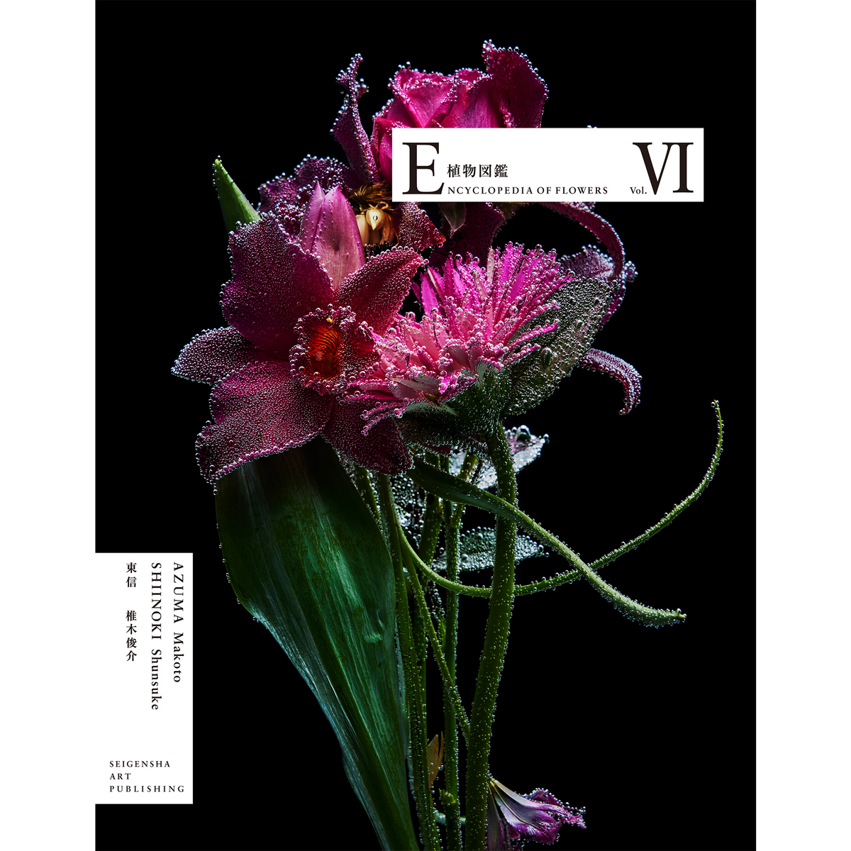 洋書ENCYCLOPEDIA OF FLOWERS 東信 English ENCYCLOPEDIA OF FLOWERS Ⅵ 植物図鑑 – 青幻舎オンラインショップ