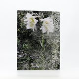 【IMA MAGAZINE】IMA（イマ）Vol.42 2024年10月30日発売号
