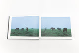 The Horses of Yururi Island<br />ユルリ島の馬