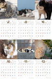 【9/26発売予約】【青靑社】気まま猫カレンダー2026