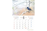 【9/25発売予約】【青菁社】愛らしい鳥たちカレンダー2027