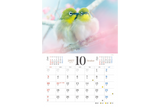 【9/25発売予約】【青菁社】愛らしい鳥たちカレンダー2027