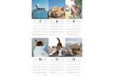 【9/25発売予約】【青菁社】気まま猫カレンダー2027