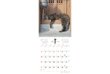 【9/25発売予約】【青菁社】気まま猫カレンダー2027