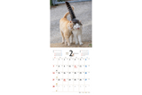 【9/25発売予約】【青菁社】気まま猫カレンダー2027