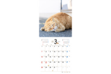 【9/25発売予約】【青菁社】気まま猫カレンダー2027