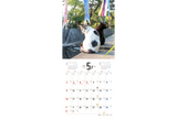 【9/25発売予約】【青菁社】気まま猫カレンダー2027