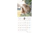 【9/25発売予約】【青菁社】気まま猫カレンダー2027