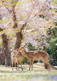 【10/12発売予約】【青菁社】Dear deer 奈良の鹿 ポストカードブック